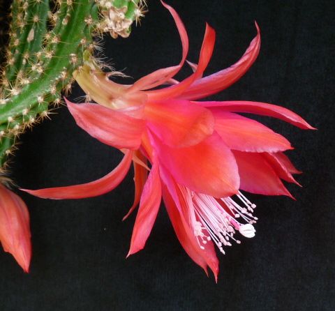 Aporocactus mallisonii 