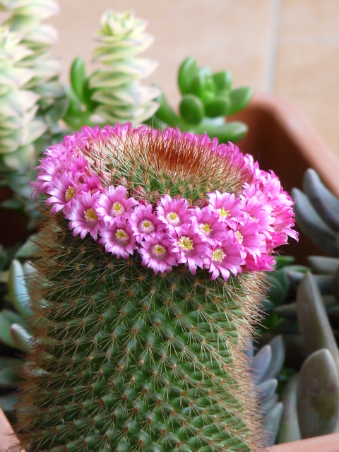 Mammillaria spinosissima 