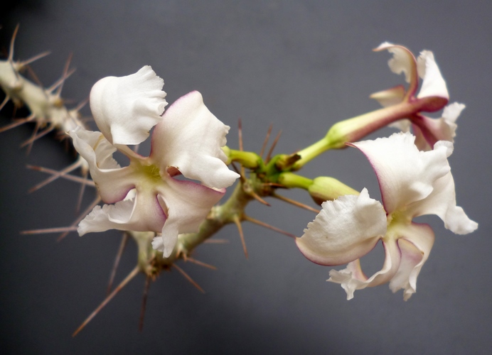 Pachypodium saundersii 