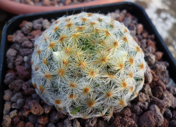 Mammillaria schiedeana 