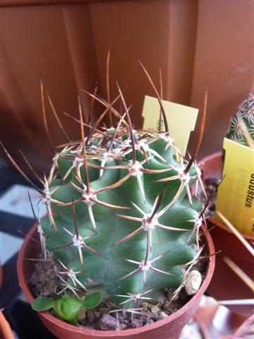 Echinocereus  fendleri 