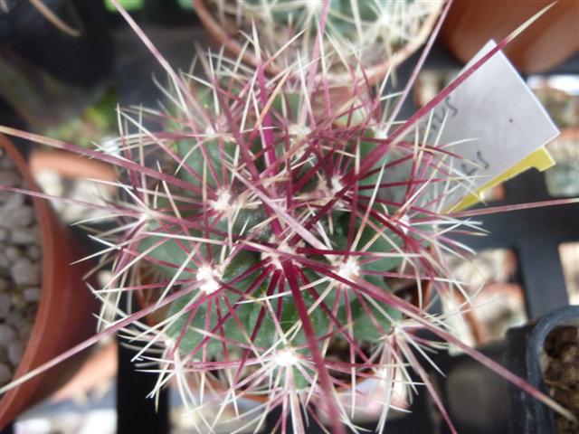 thelocactus bicolor ssp. mapimiensis