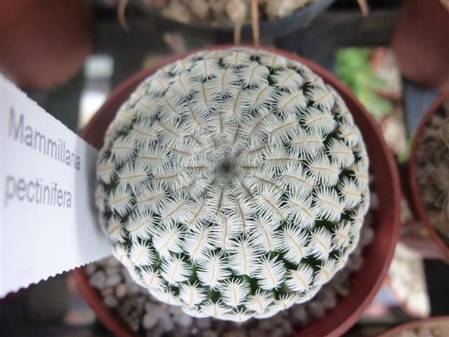 Mammillaria pectinifera 