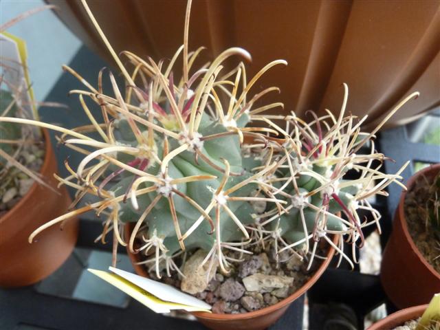 Glandulicactus uncinatus ssp. wrightii 