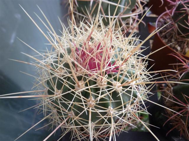 Ferocactus pottsii v. alamosanus 