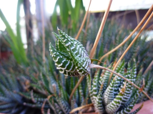 Haworthia attenuata 