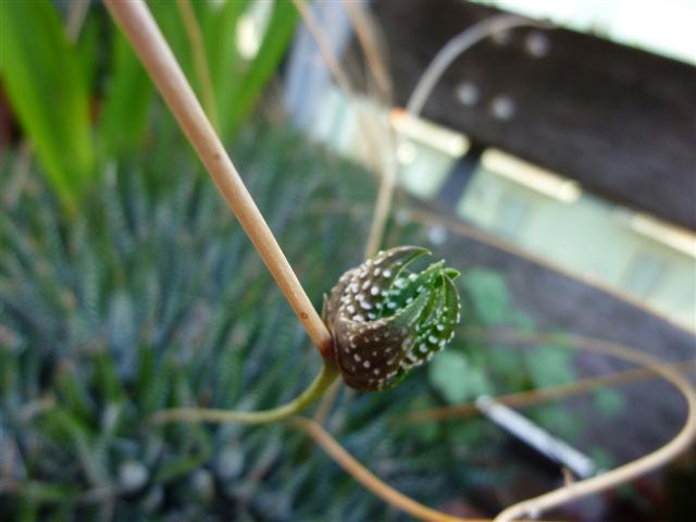 Haworthia attenuata 