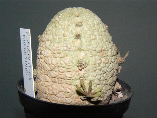 Pseudolithos migiurtinus 