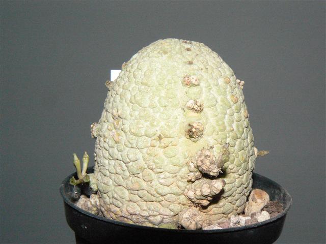 Pseudolithos migiurtinus 