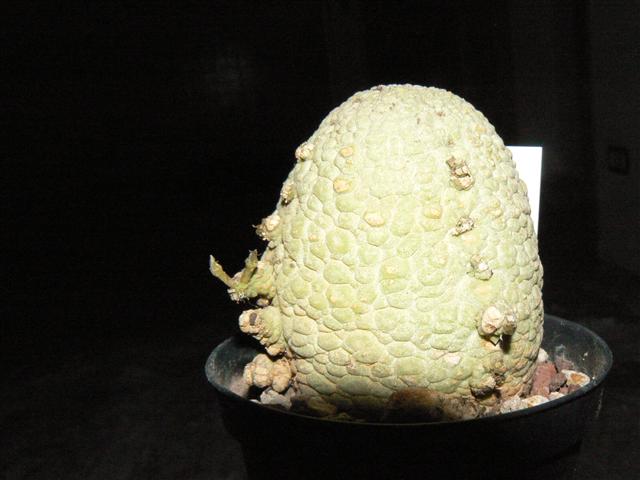 Pseudolithos migiurtinus 