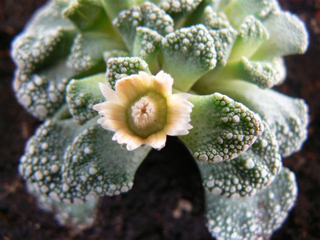 Titanopsis calcarea 