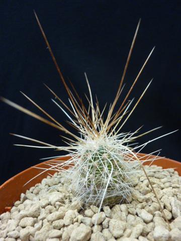 Echinocereus stramineus ssp. pailanus Migl 131