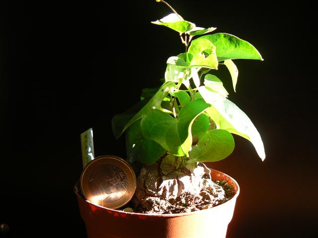 Dioscorea elephantipes 