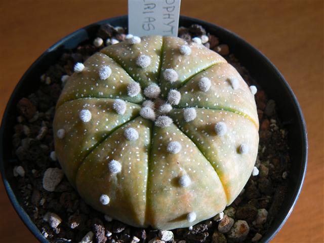 Astrophytum asterias 