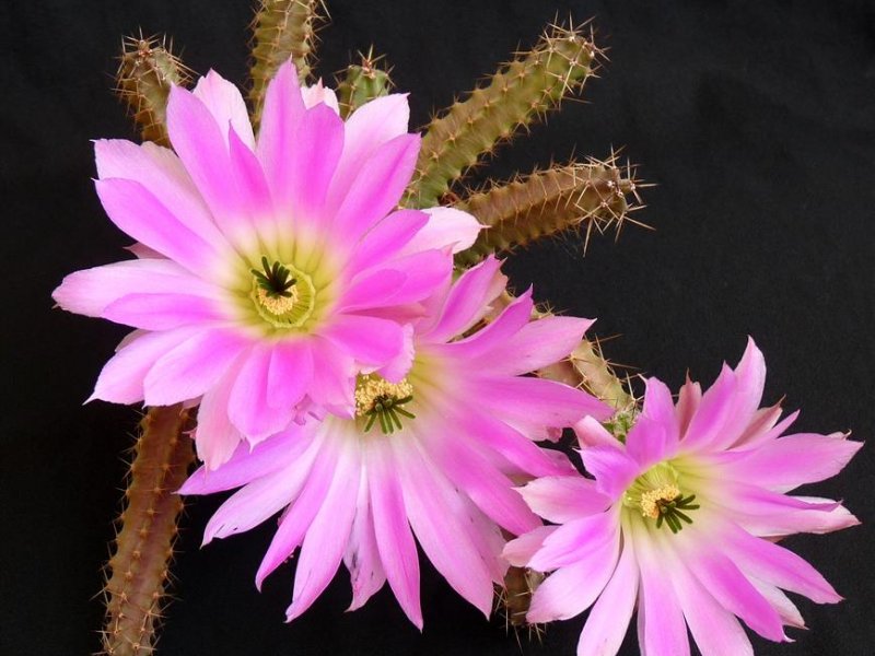 Echinocereus  pentalophus 