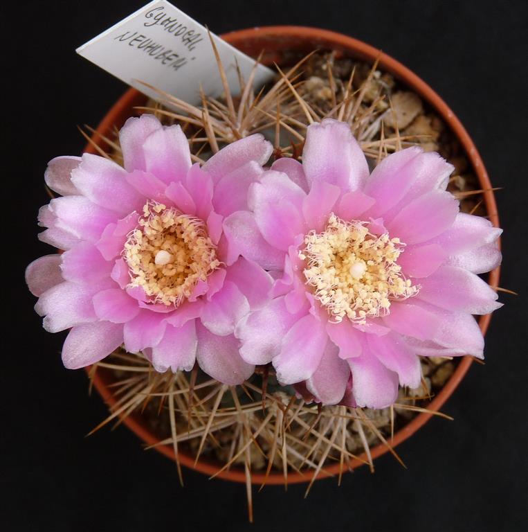 Gymnocalycium neuhuberi 