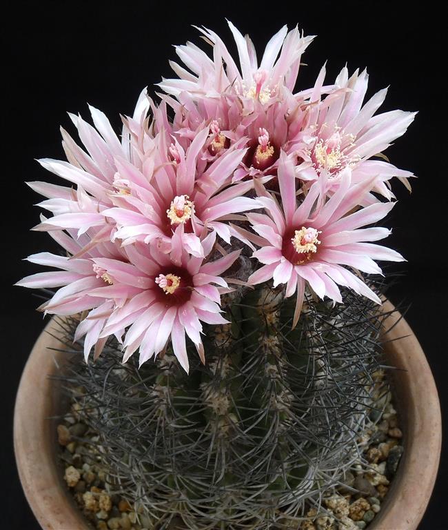 neoporteria taltalensis