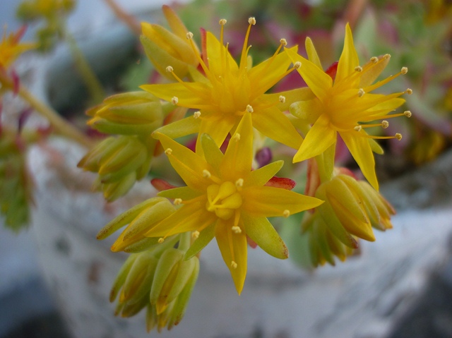 Sedum palmeri 