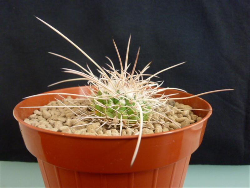 Mammillaria bernalensis 