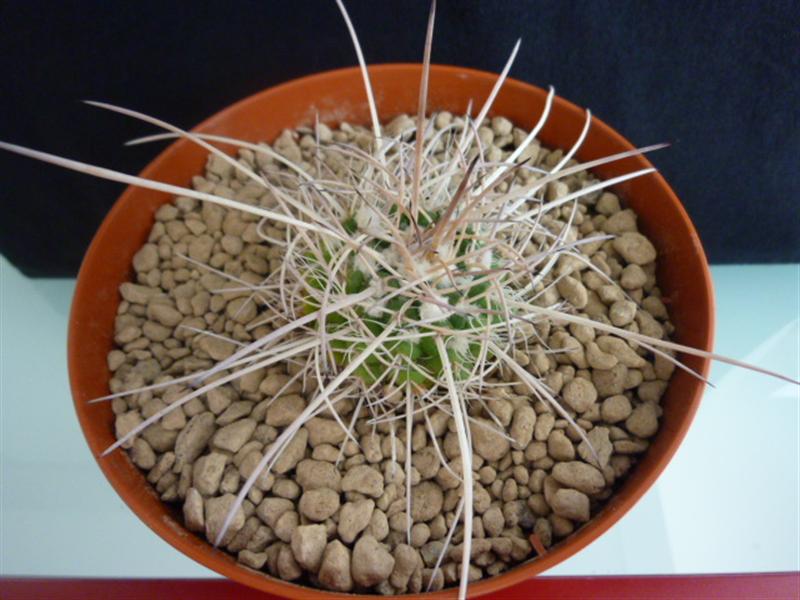 Mammillaria bernalensis 