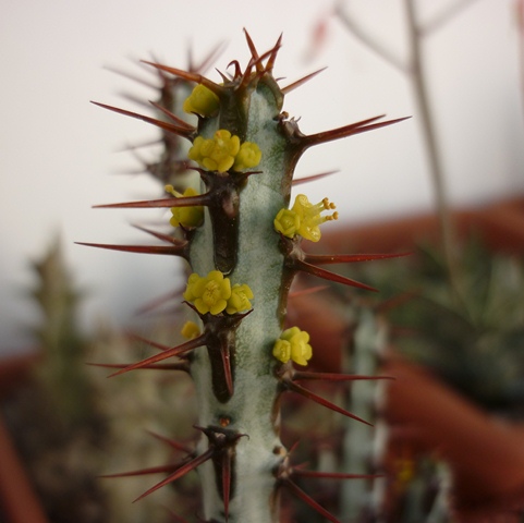 Euphorbia aeruginosa 