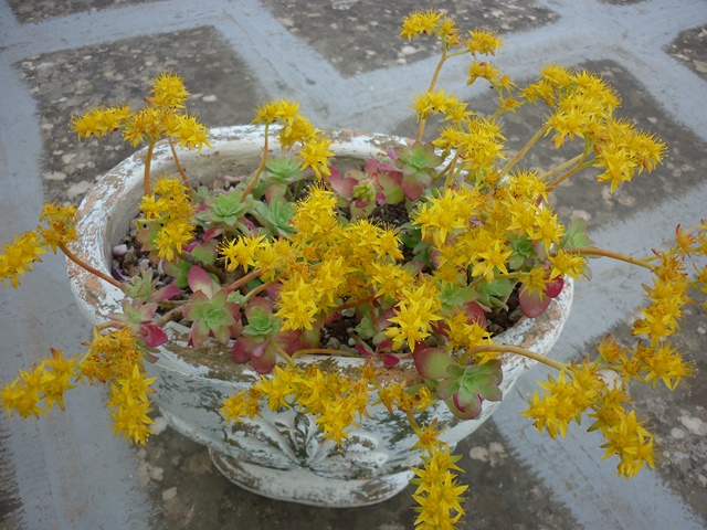 Sedum palmeri 