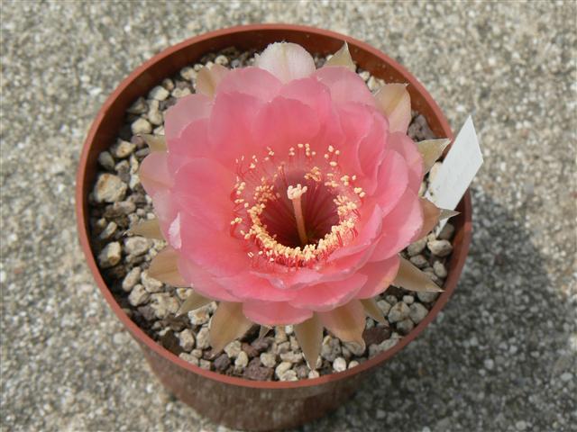 echinopsis x lobivia grandiflora