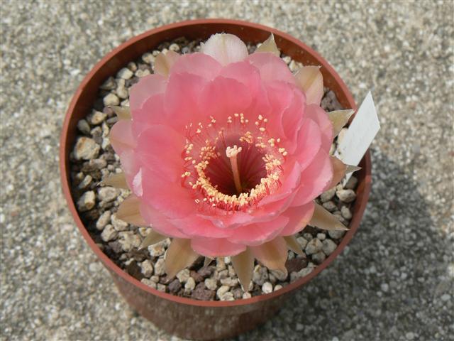 Echinopsis x lobivia grandiflora 