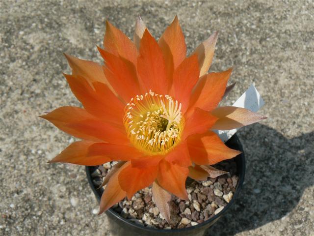 echinopsis cv. gertrude