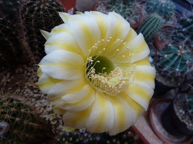 Echinopsis cv. icarus 