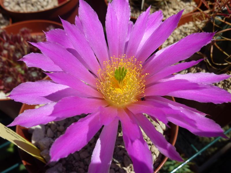 Echinocereus bristolii 