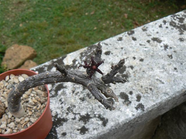 Rhytidocaulon macrolobum 