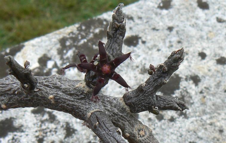 Rhytidocaulon macrolobum 