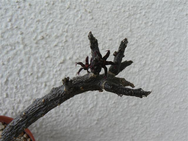 Rhytidocaulon macrolobum 