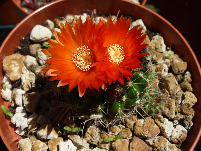 Parodia mairanana 