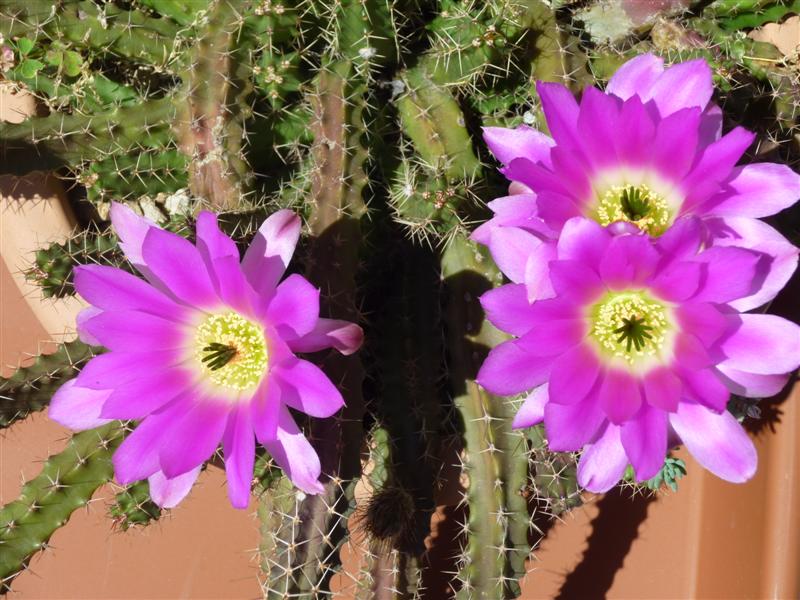 Echinocereus pentalophus 