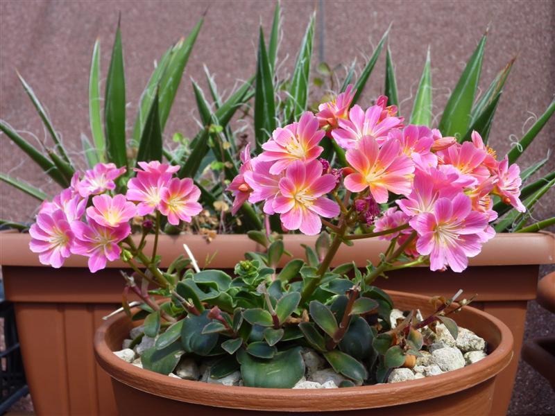 Lewisia cotyledon 