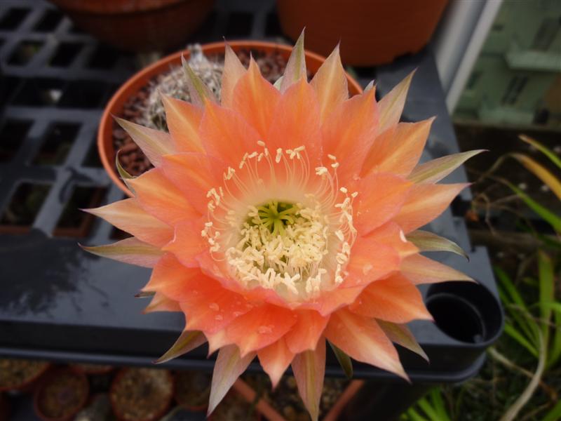 echinopsis cv. andenken an fric