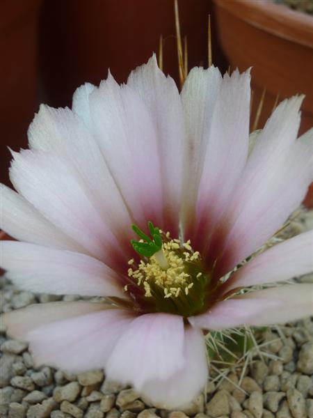 echinocereus  fendleri ssp. rectispinus