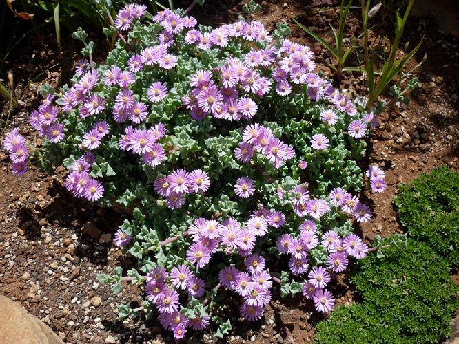 oscularia deltoides