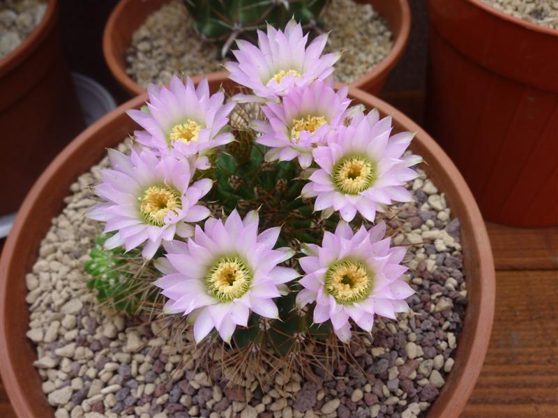 Acanthocalycium violaceum 