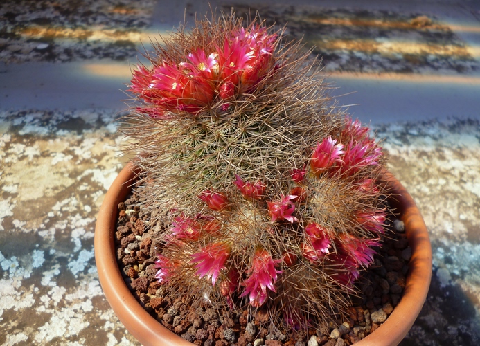 Mammillaria rekoi ssp. leptacantha 