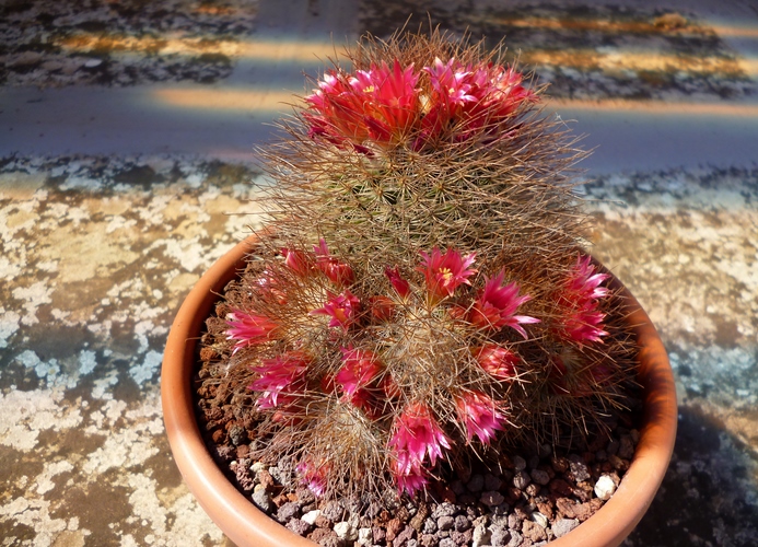 Mammillaria rekoi ssp. leptacantha 