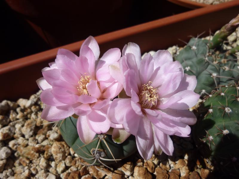 Gymnocalycium horstii 