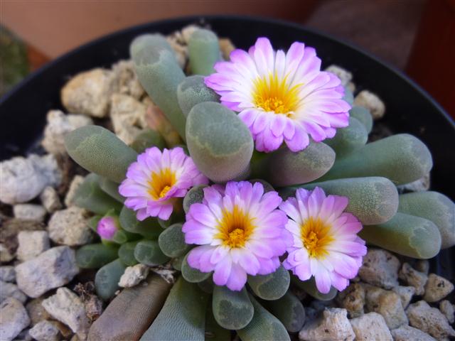 Frithia pulchra 