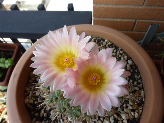 Parodia roseolutea 