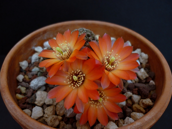 Rebutia pygmaea 