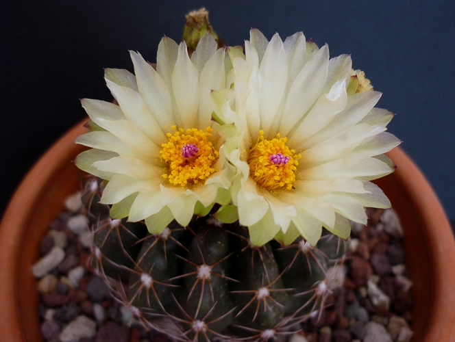 Parodia werneri v. flaviflora 