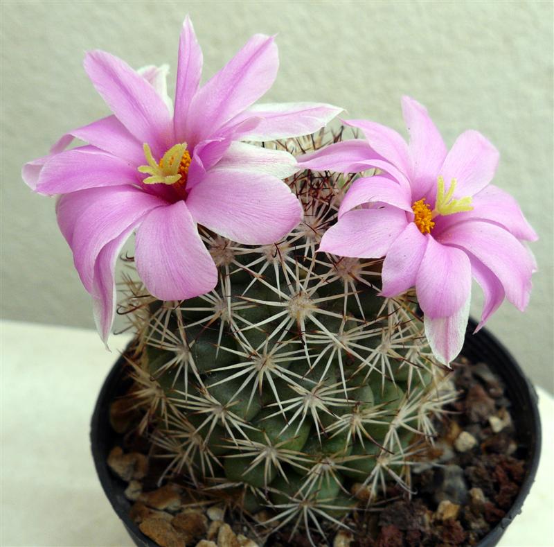 Mammillaria schumannii v. globosa 