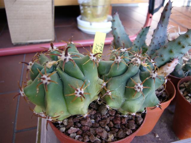 Ferocactus wislizeni ssp. herrerae v. brevispinus 